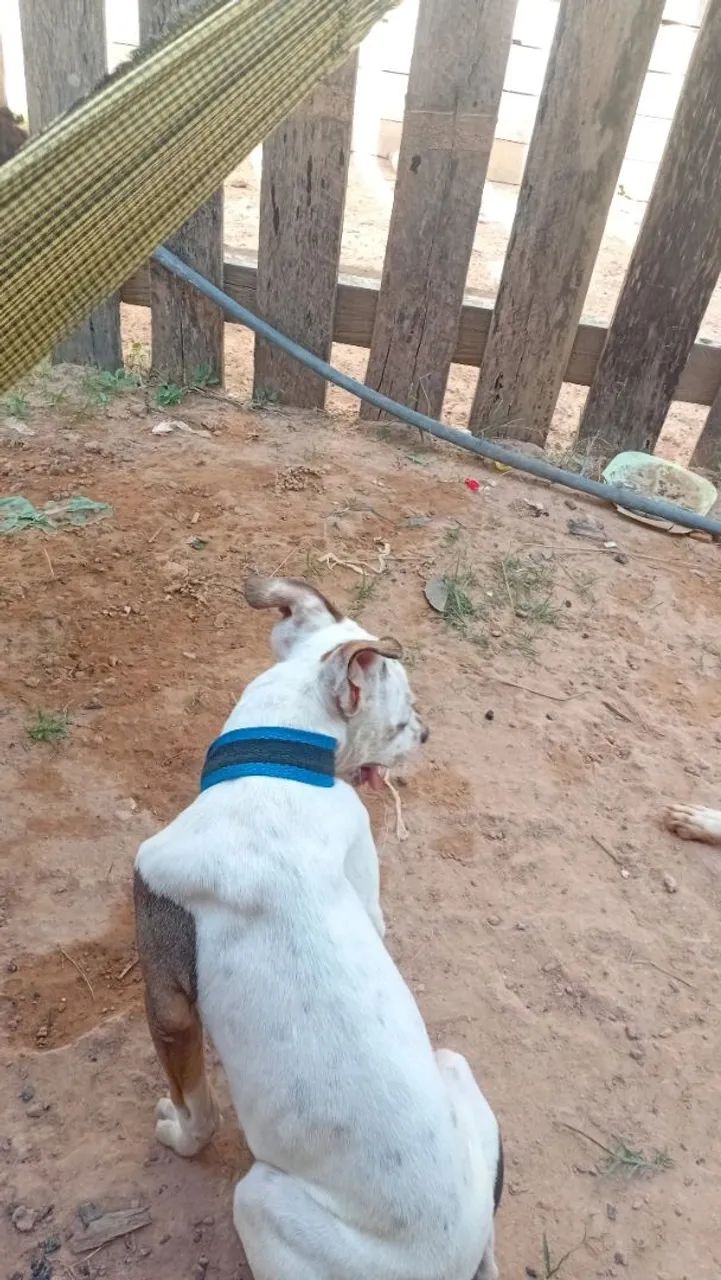 Pitbull com pit monstte  - Foto 3