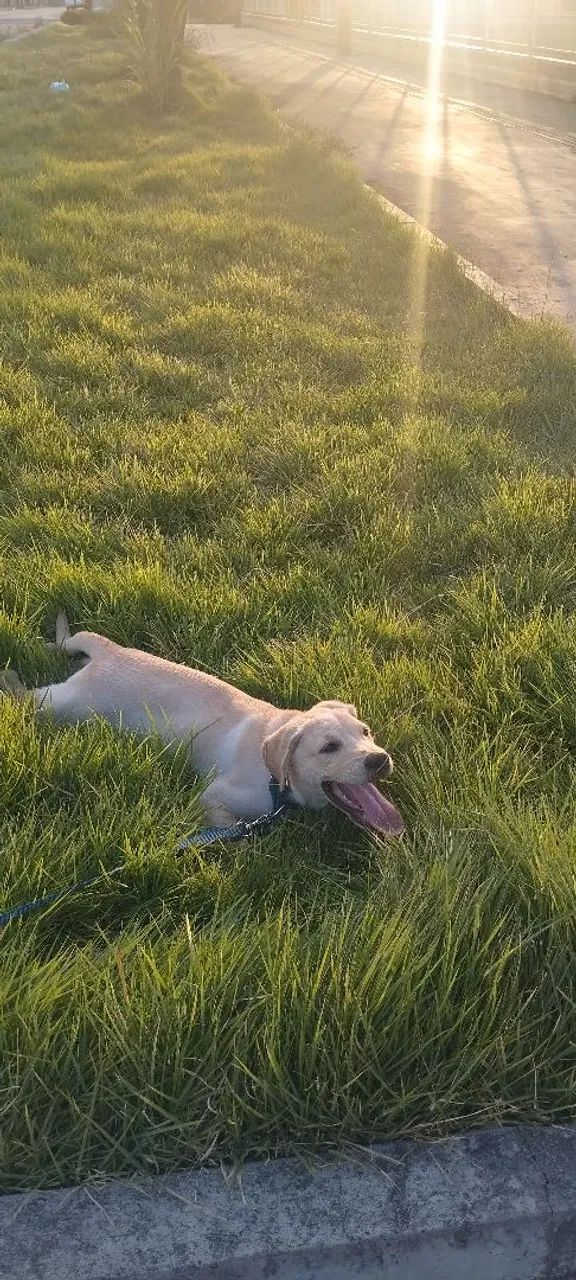 Vendo labrador 5 meses - Foto 2