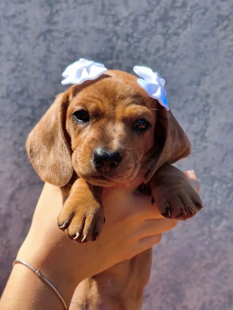 Cachorrinha  - Foto 3