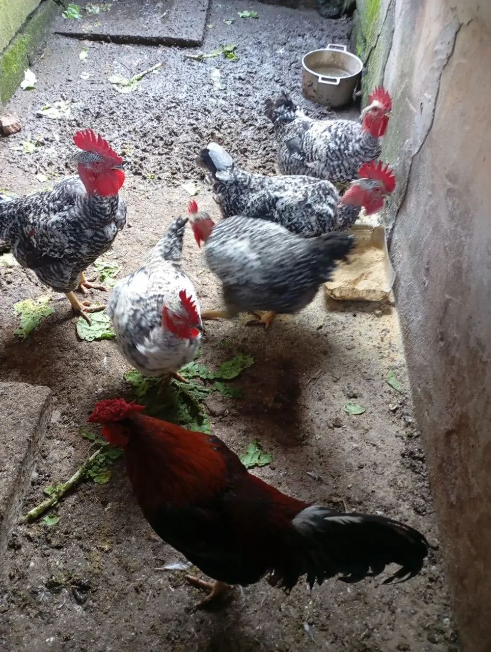 Frango caipira  - Foto 3