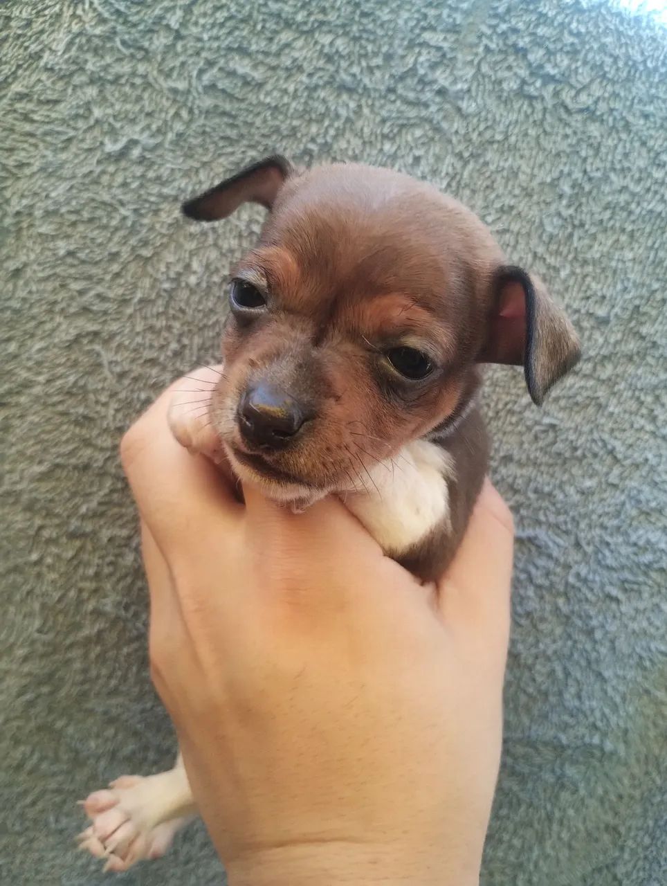 Pinscher macho ! - Foto 2
