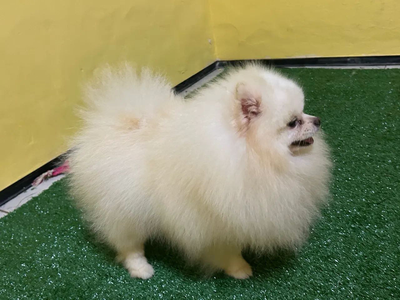 Spitz alemão com pedigree cbkc  - Foto 4