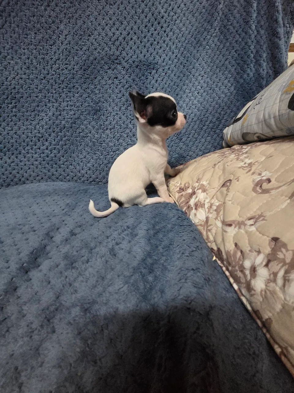 Filhote  de chihuahua  - Foto 2