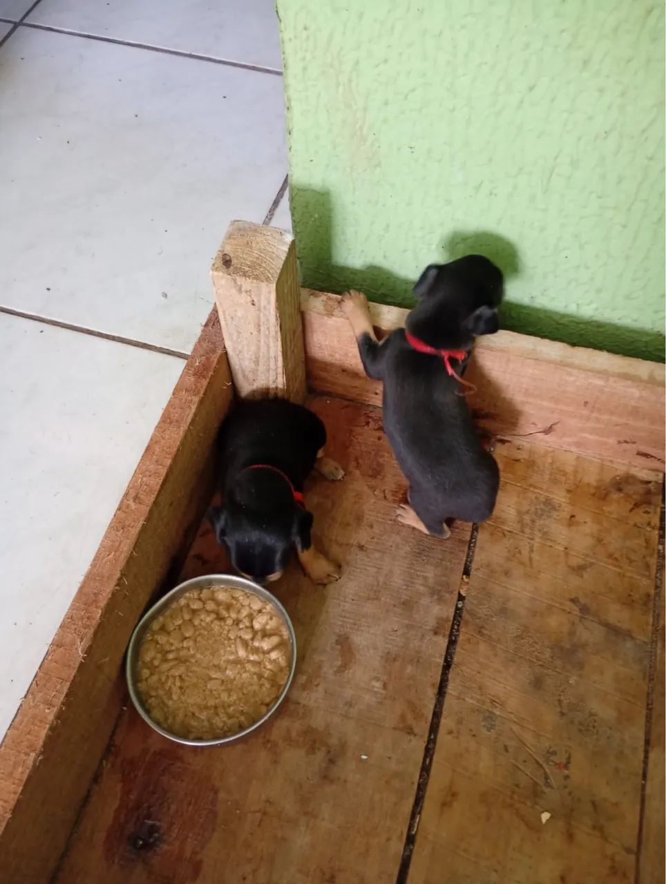Cachorro  - Foto 2