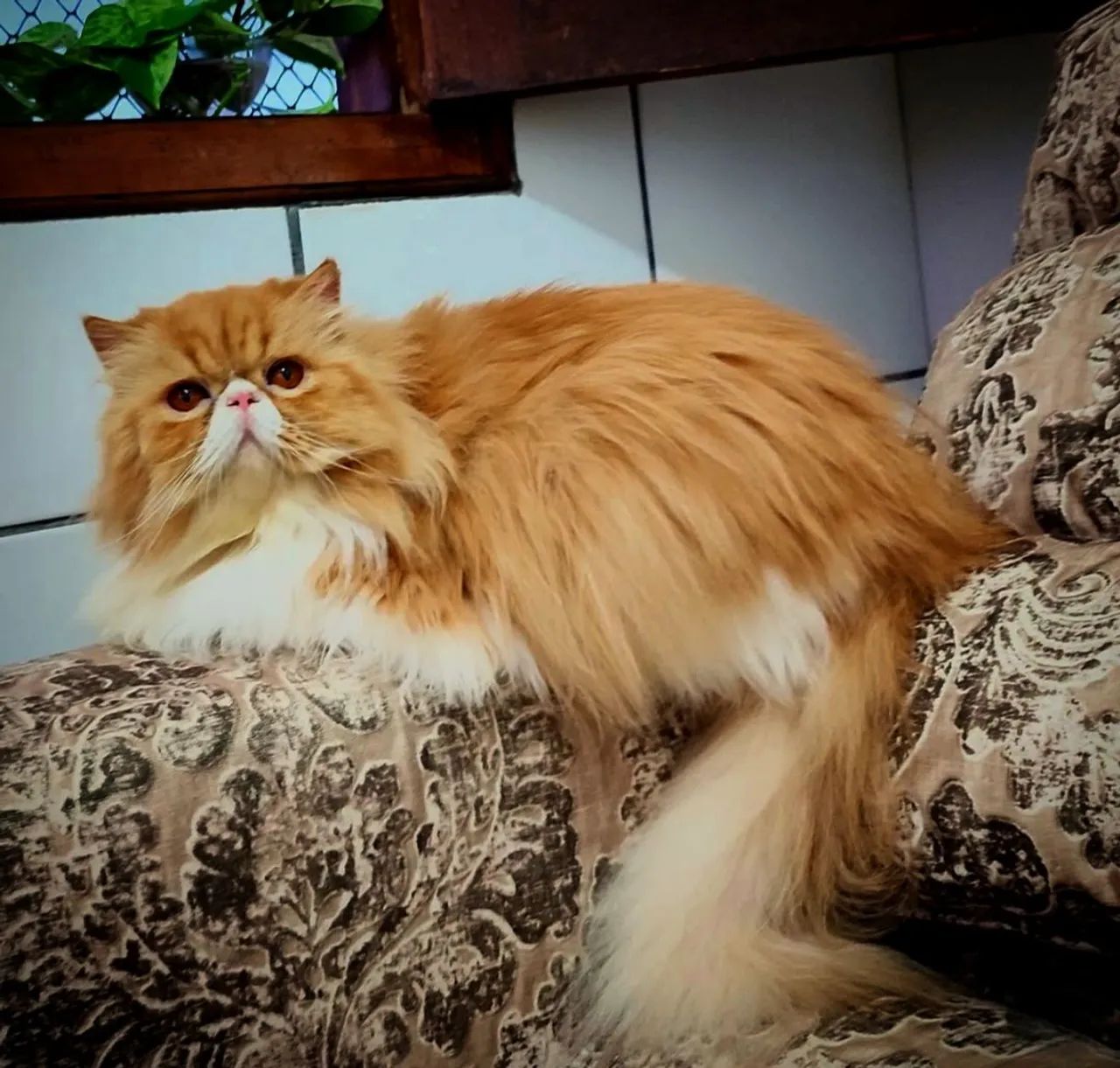 Gato Persa Castrado  - Foto 2