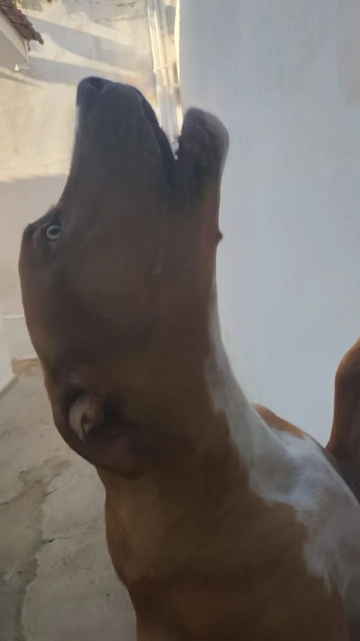 Pitbull  - Foto 2