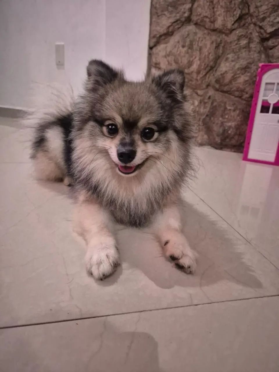 Spitz alemao - Foto 2