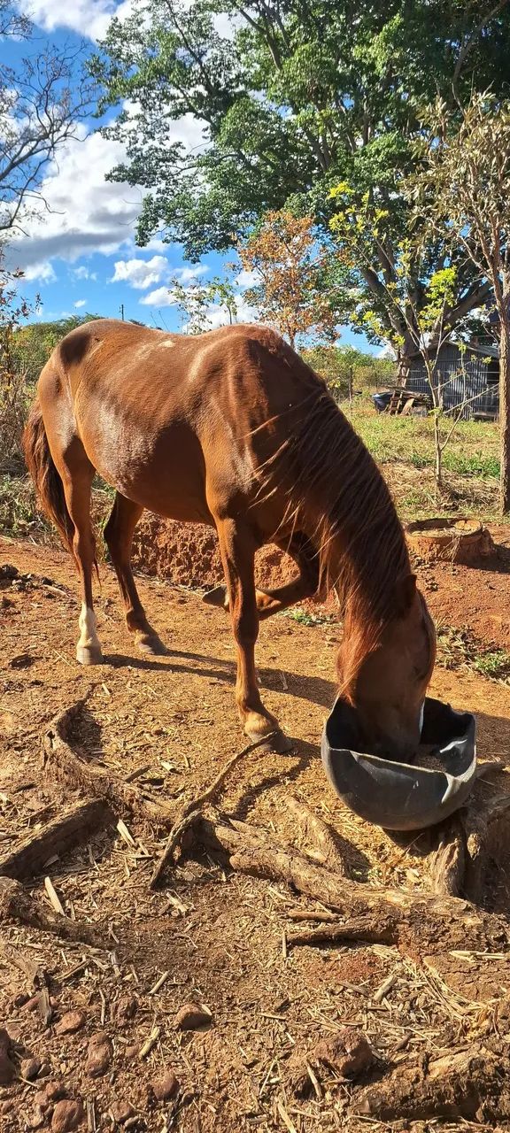 Cavalo  - Foto 2