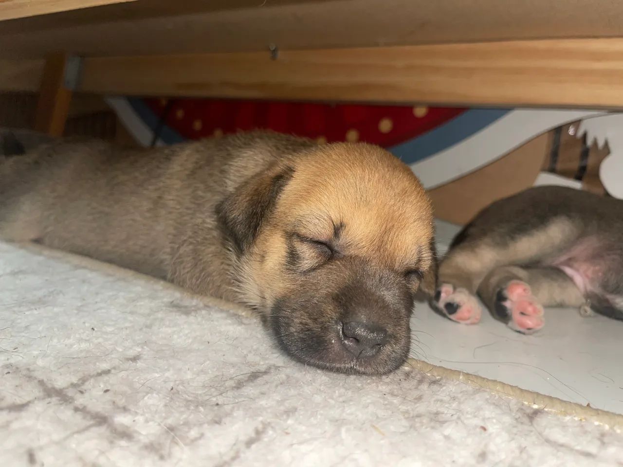 3 fêmeas para doação  - Foto 2