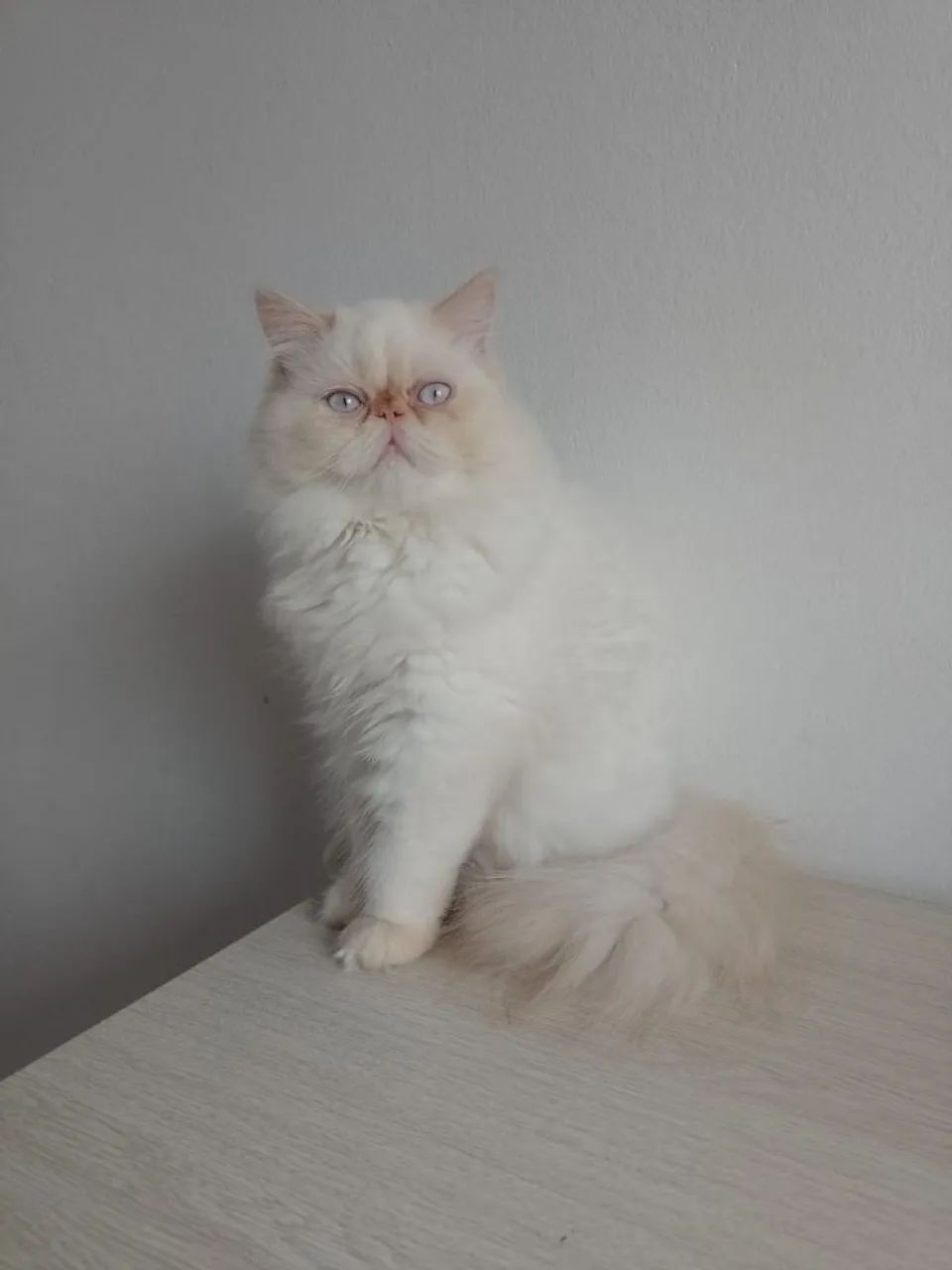 Kitten Persian male65181958326403124