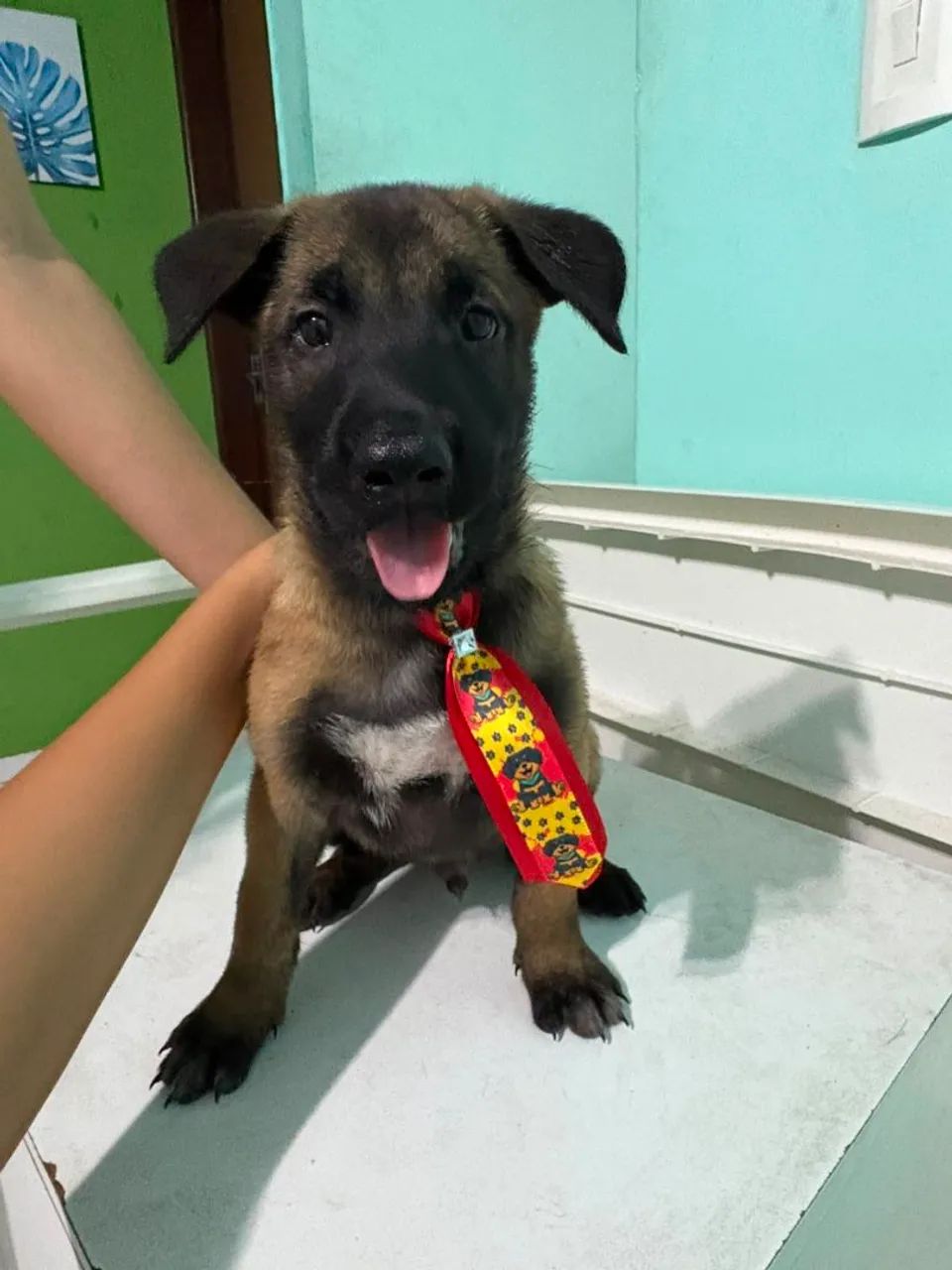 Filhotes Belga Malinois 