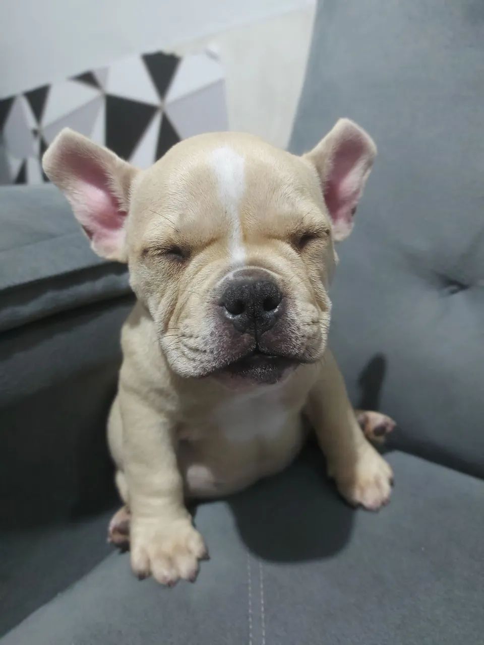 American bully micro  - Foto 3