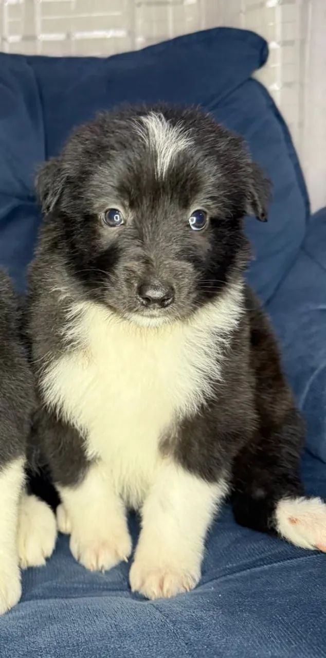 Border Collie  - Foto 4