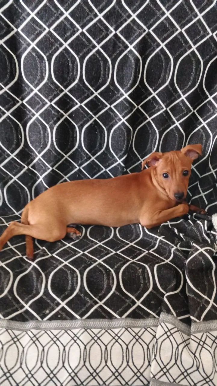 Cachorro 