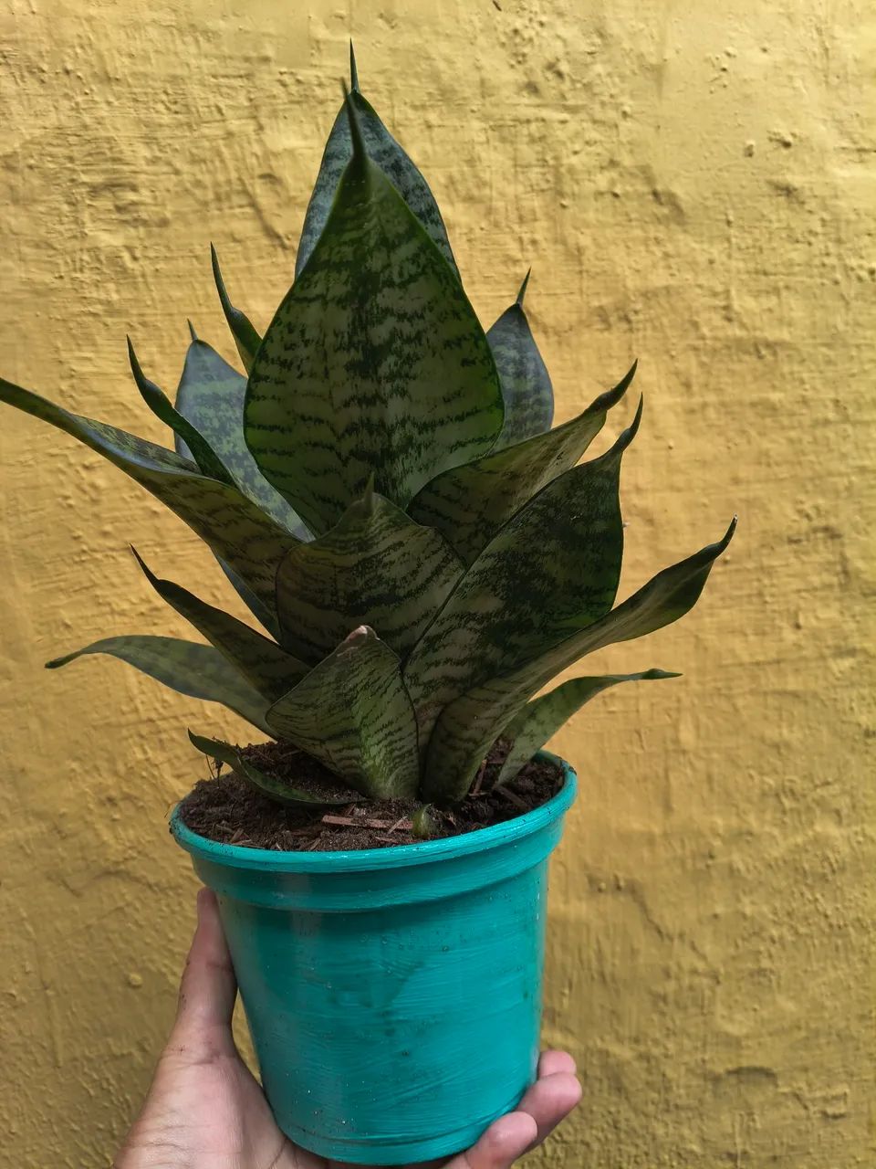 Plantas