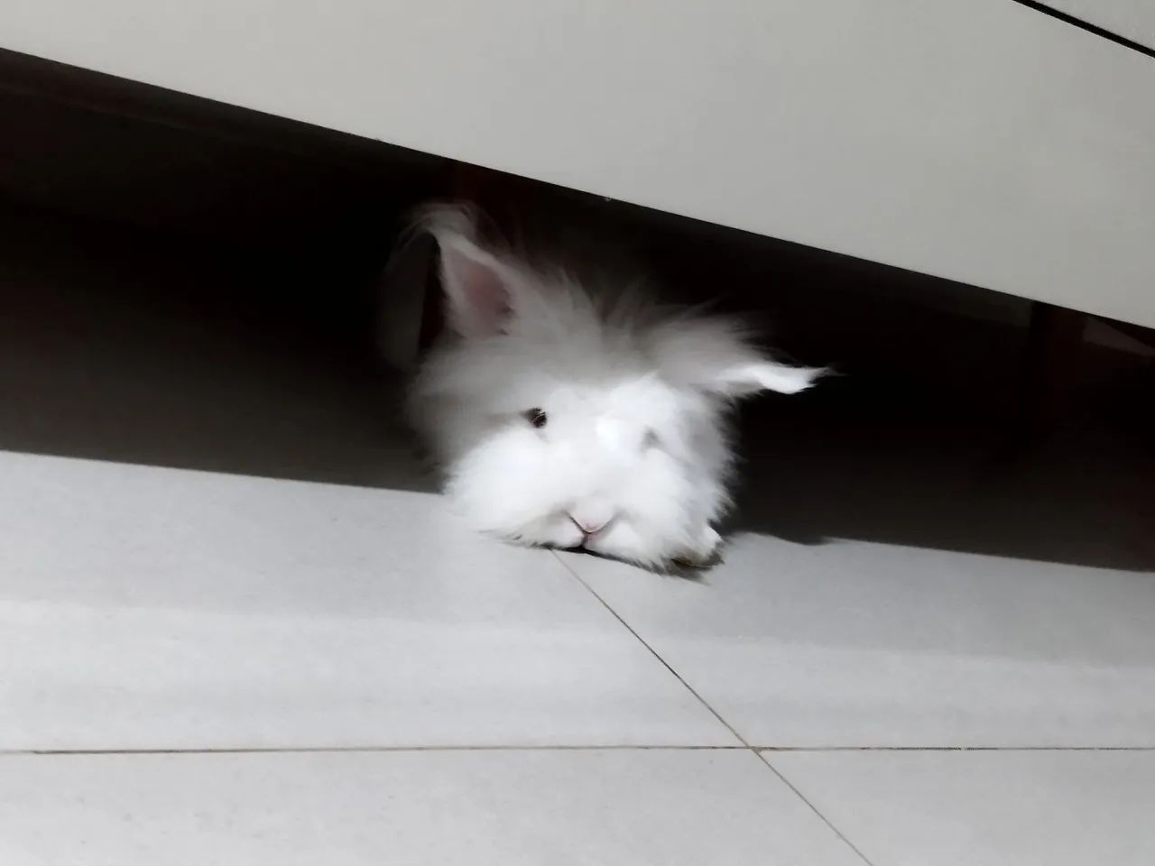 Procuro coelha para cruza  - Foto 2