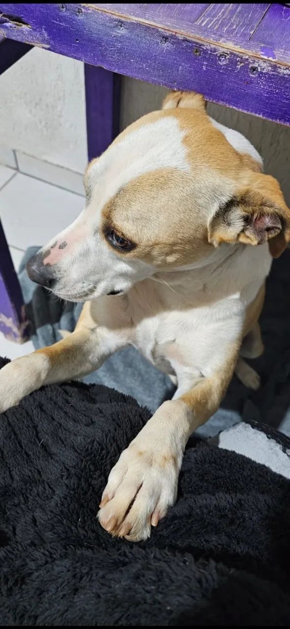 Cadela caramelo  - Foto 4