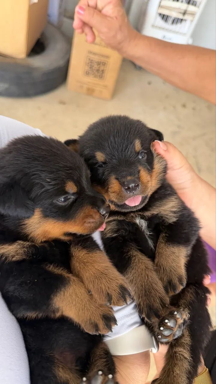 Rottweiler  - Foto 5