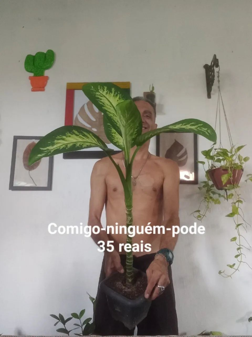 Plantas  - Foto 3
