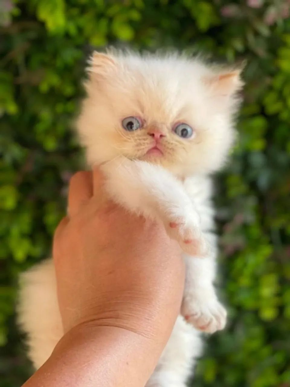 Gato Persa lindos filhotinhos com aparência refinada