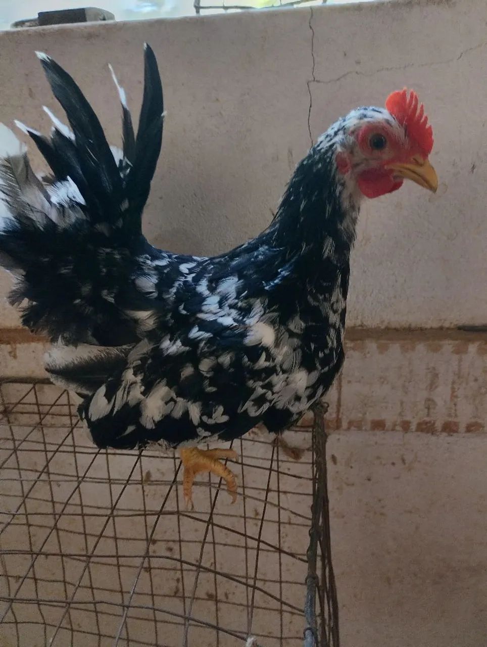 Frango Black motled 5 meses  - Foto 2