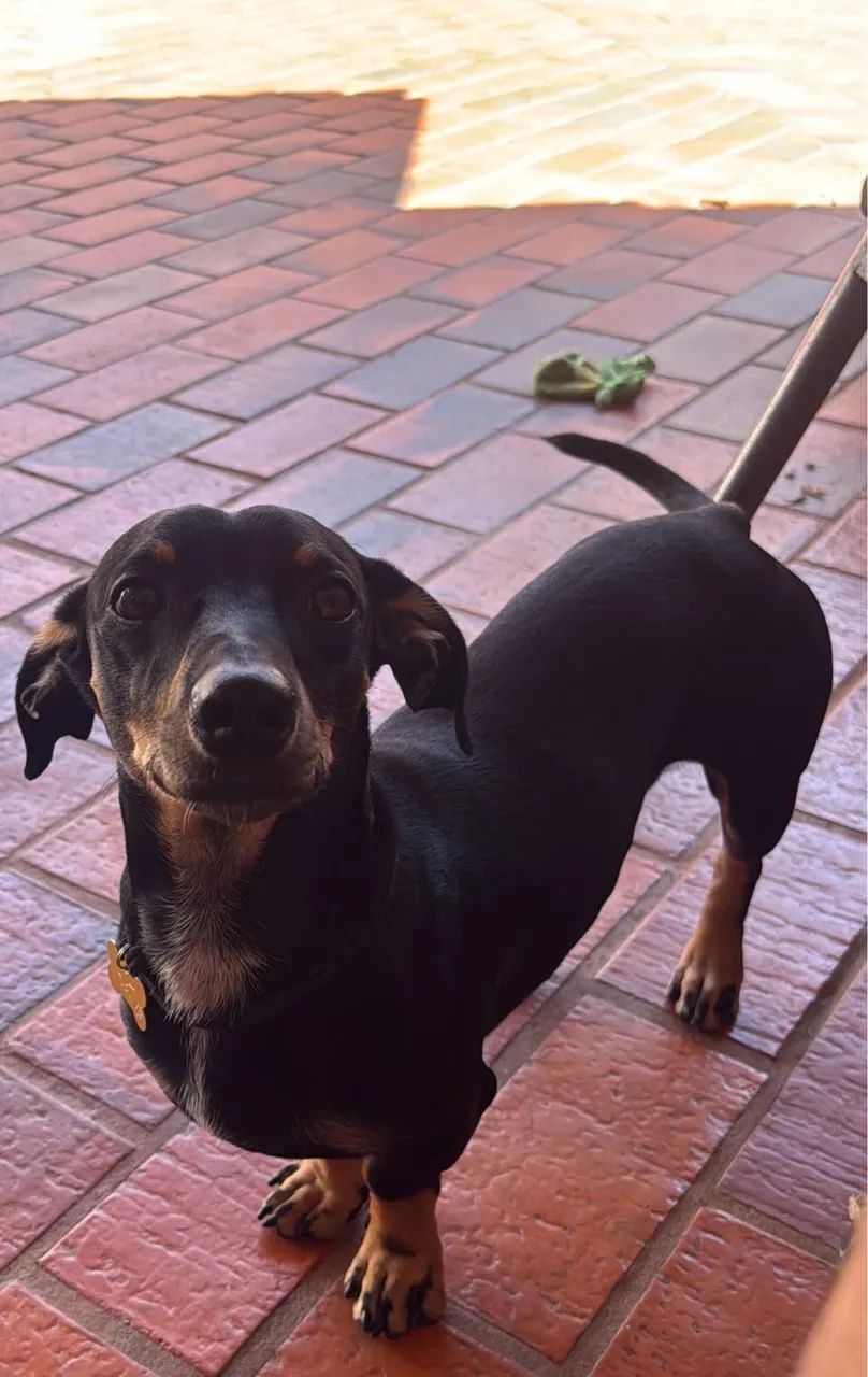Cachorro  - Foto 3
