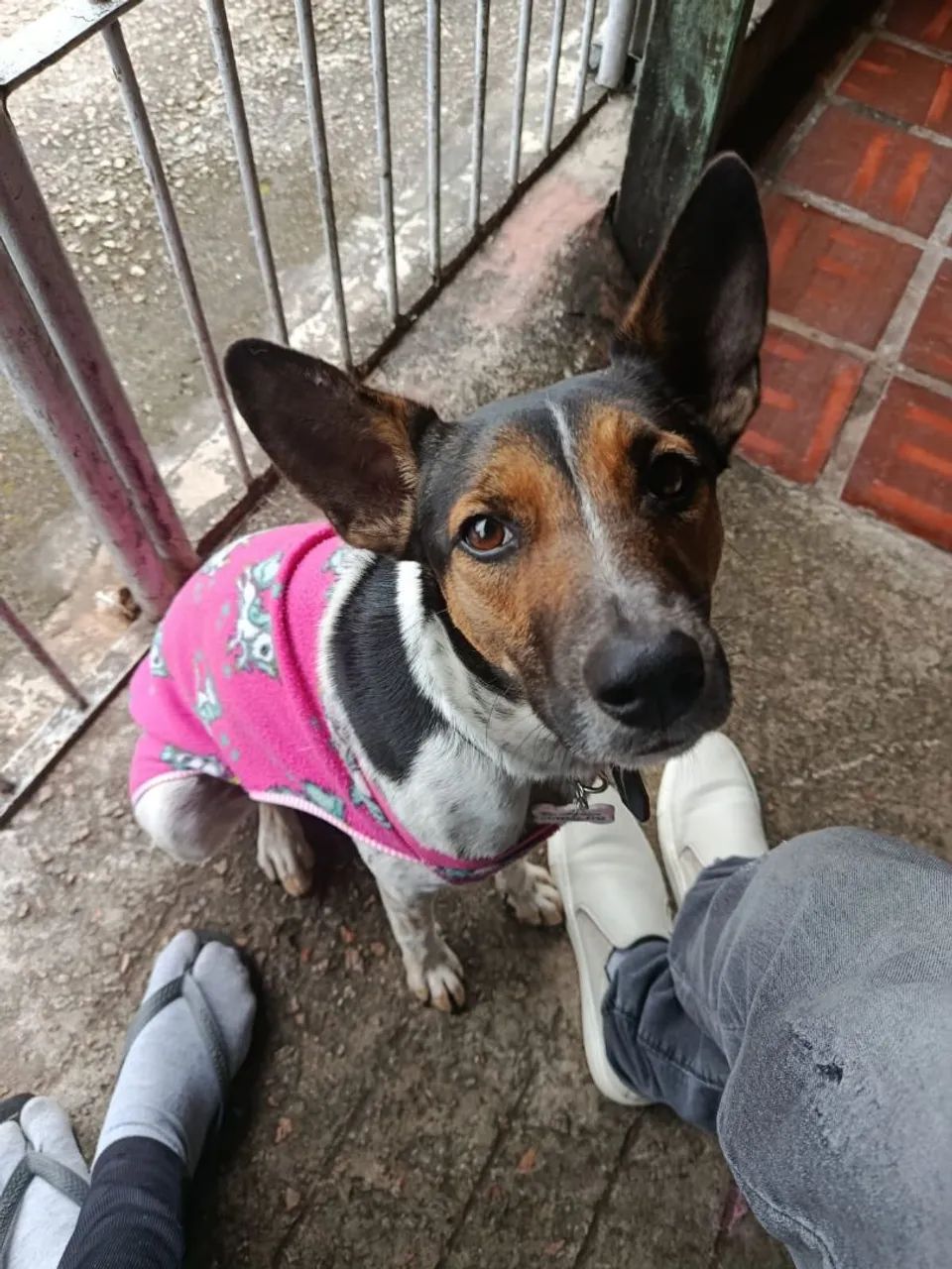 Doa-se cachorrinha  - Foto 2