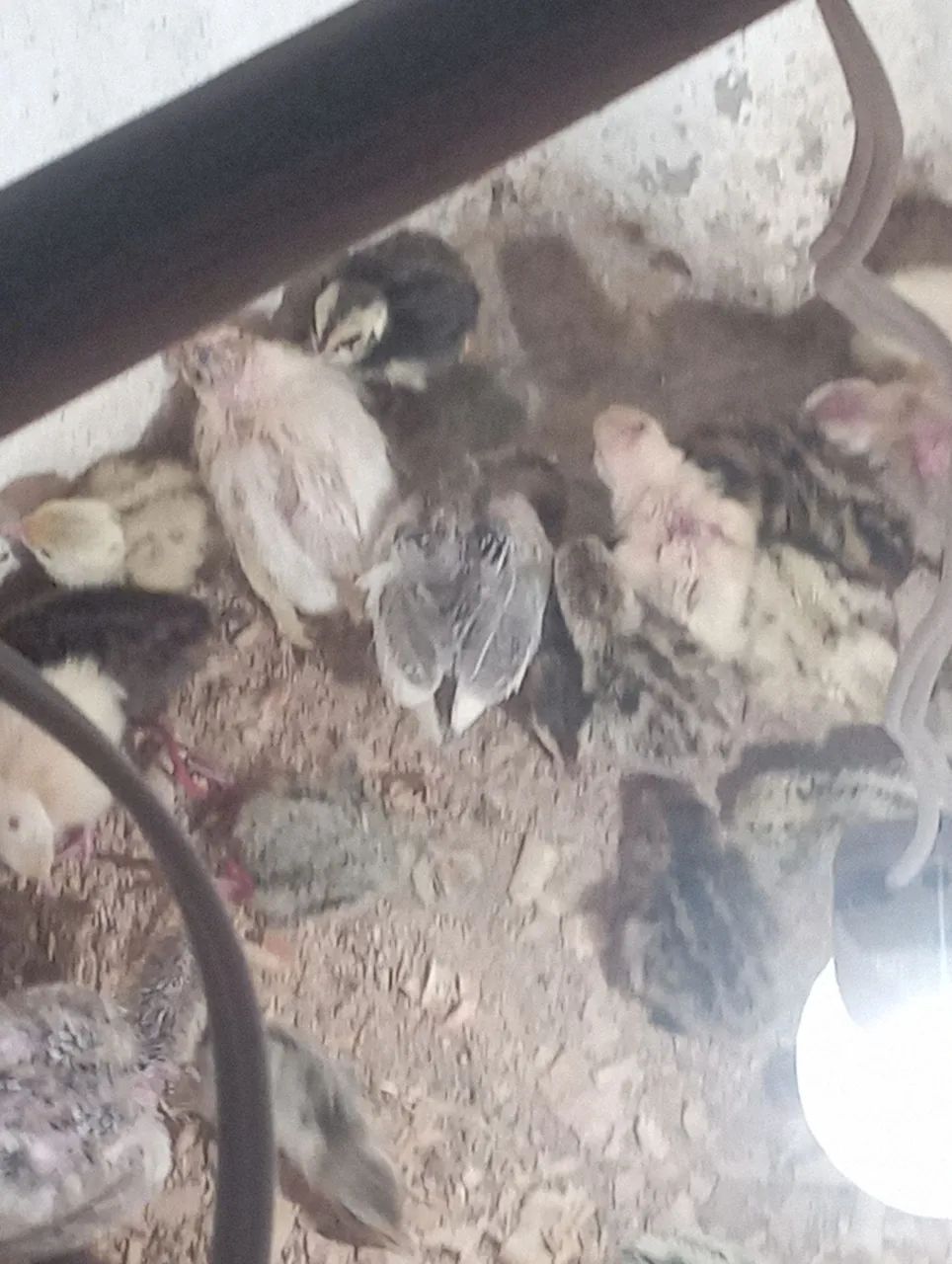 Pintinhos de codorna gigante  - Foto 5