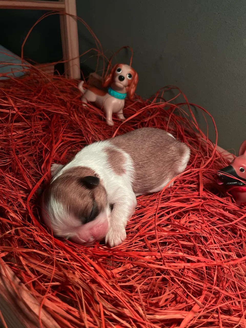 Shitzu Mini ? - Foto 4
