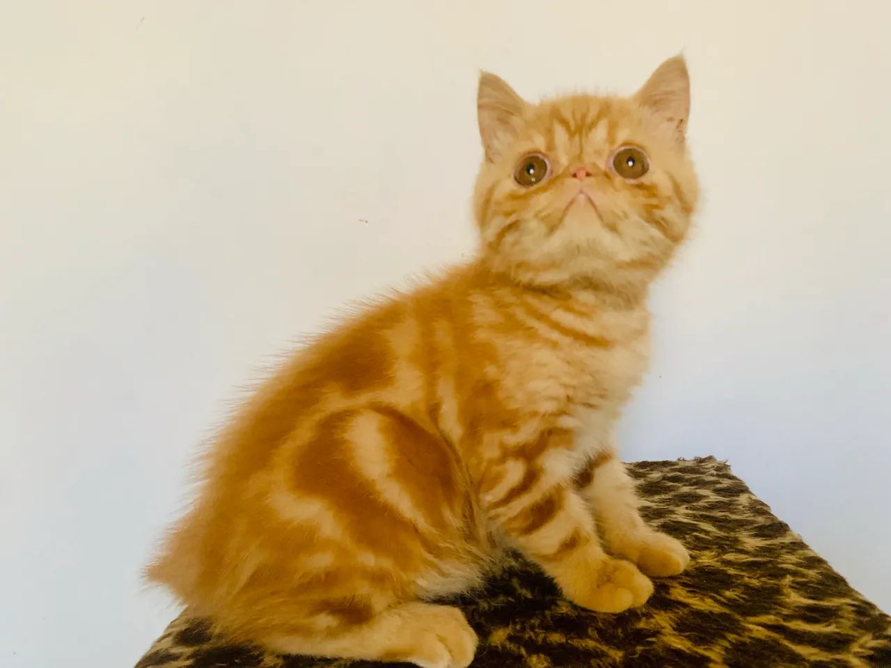 Filhote gato persa exótico show Garfield 