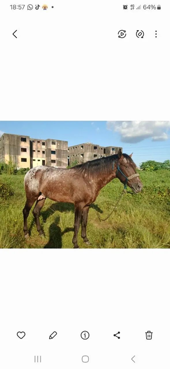 Cavalo apalusa  - Foto 2