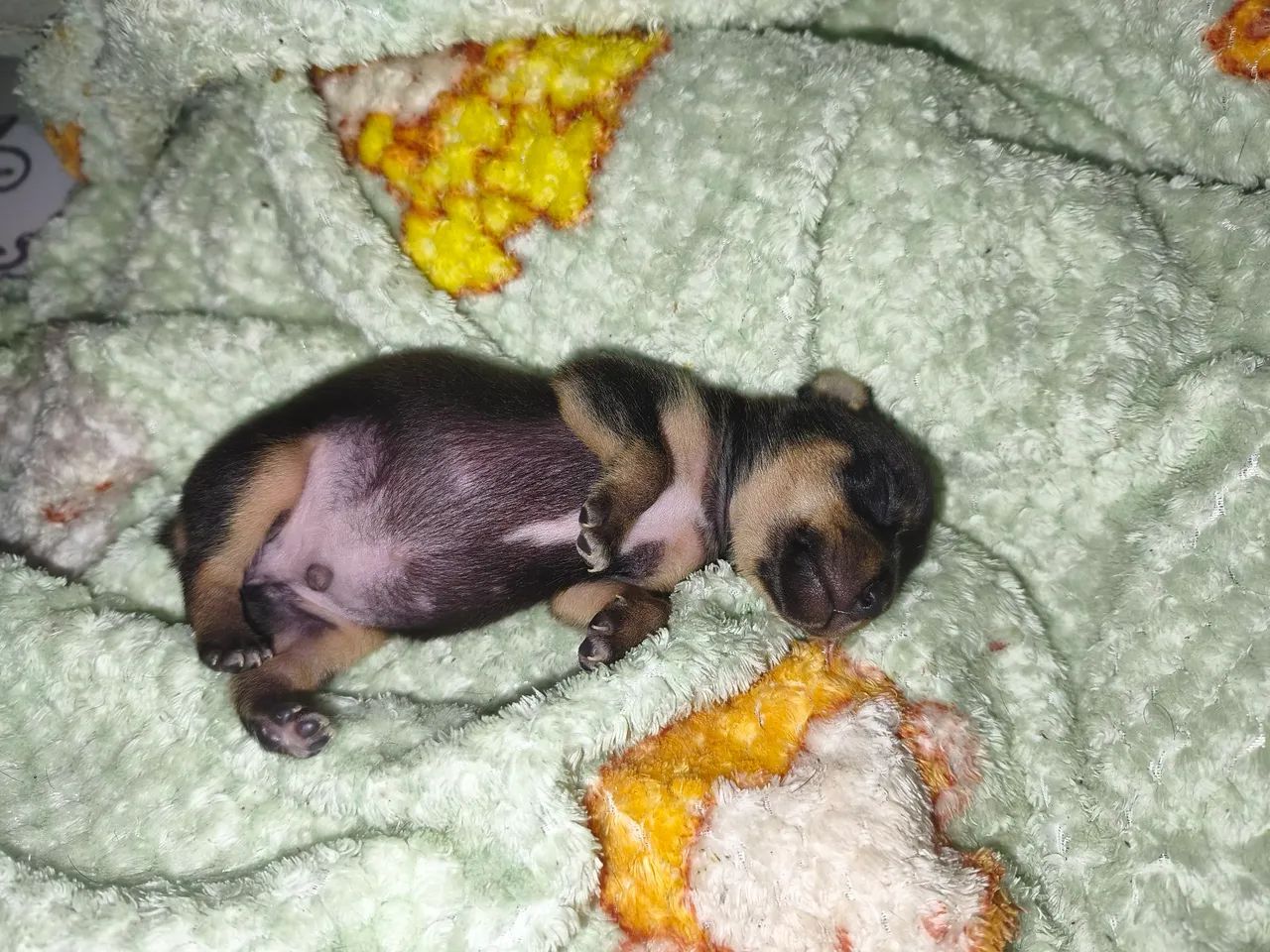 Pinche  - Foto 4