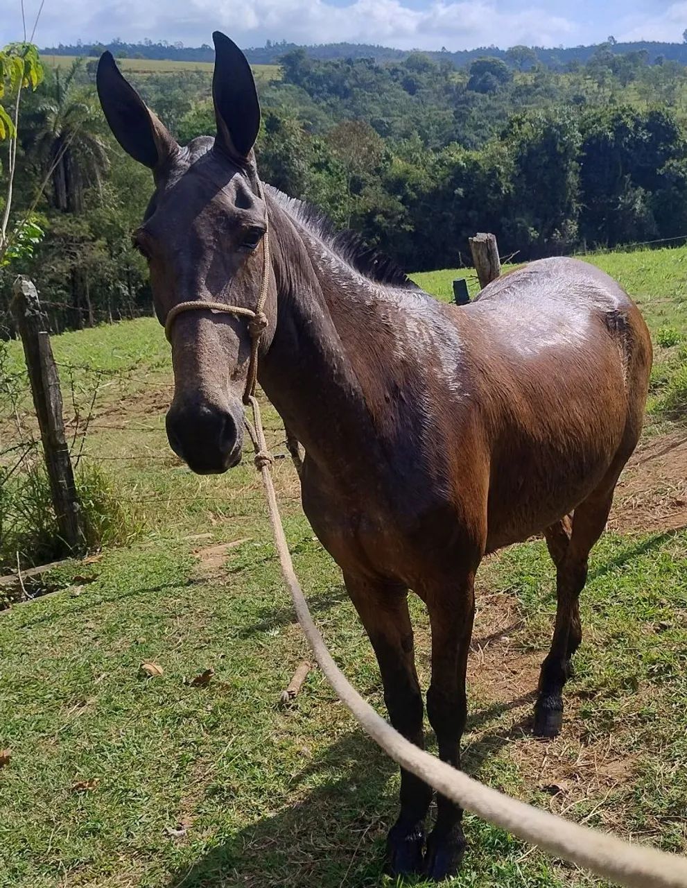 Cavalo