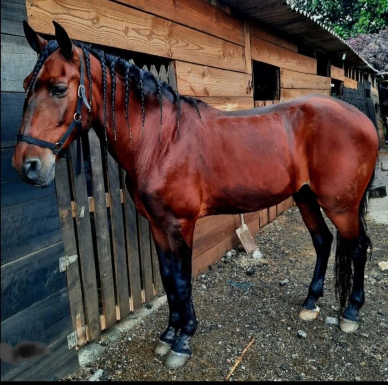 CAVALO PURO SANGUE LUSITANO OPORTUNIDADE ÚNICA!!!