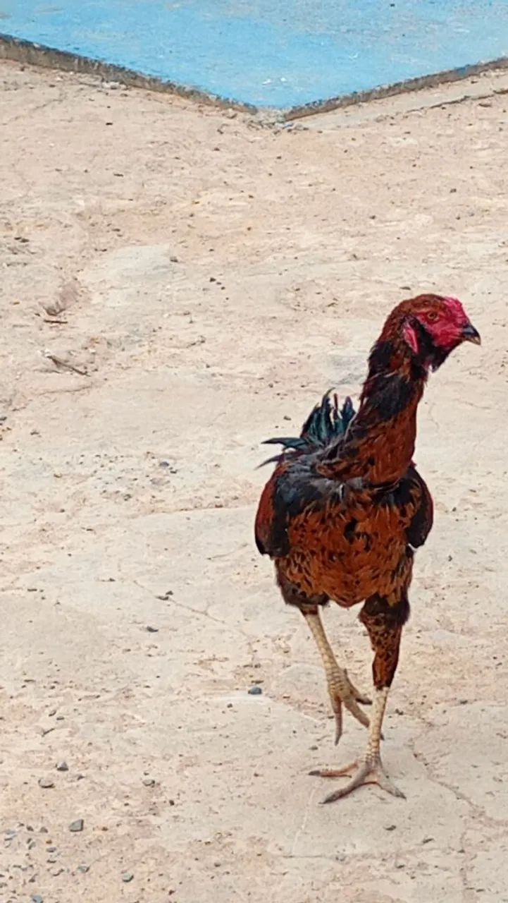 Vende se galo índio gigante 
