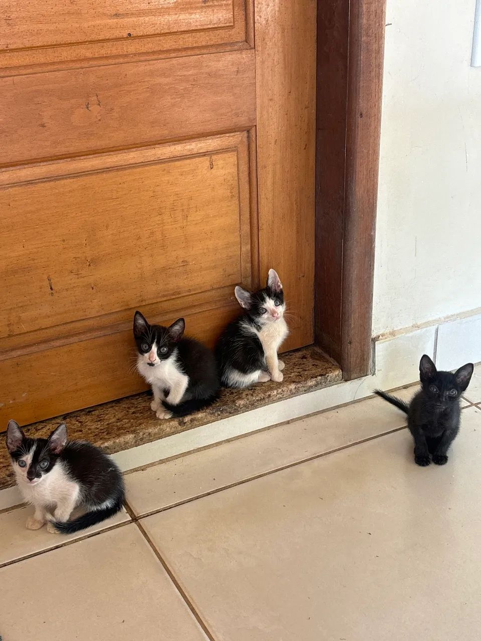 Filhotes de gato para doação  - Foto 4