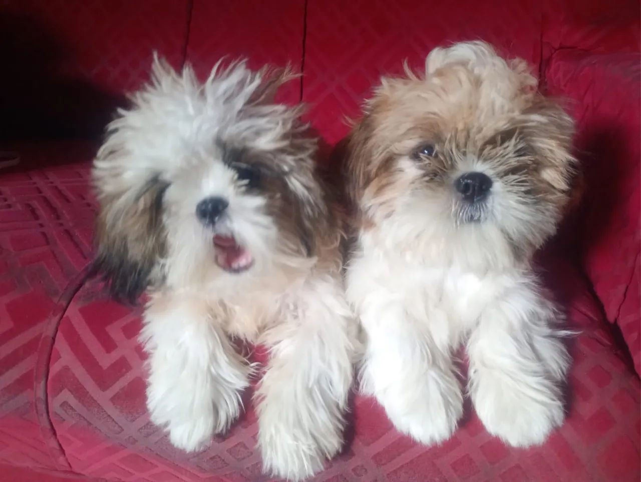 Filhotes SHIH TZU - Foto 2