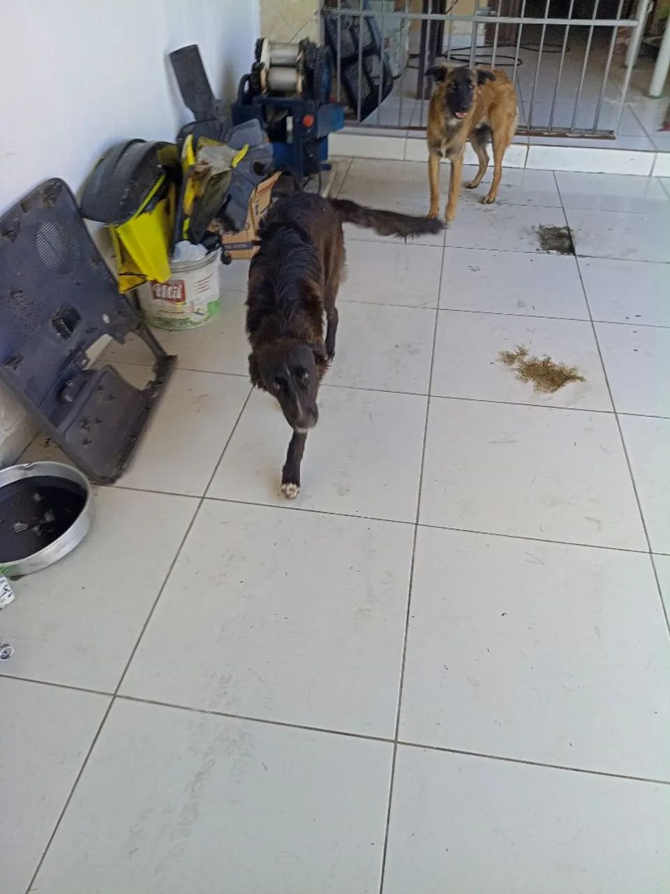 Adoção Responsável de 2 cachorros machos