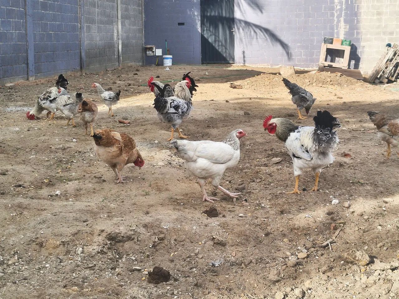 Frango galinha galo GSC  nascido de ovo azul 5 meses - Foto 5