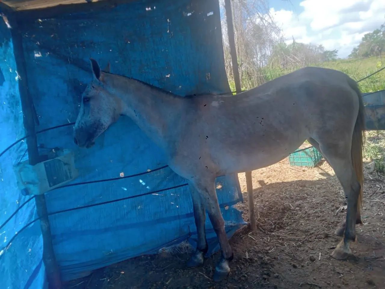 Vendo egua mangalarga