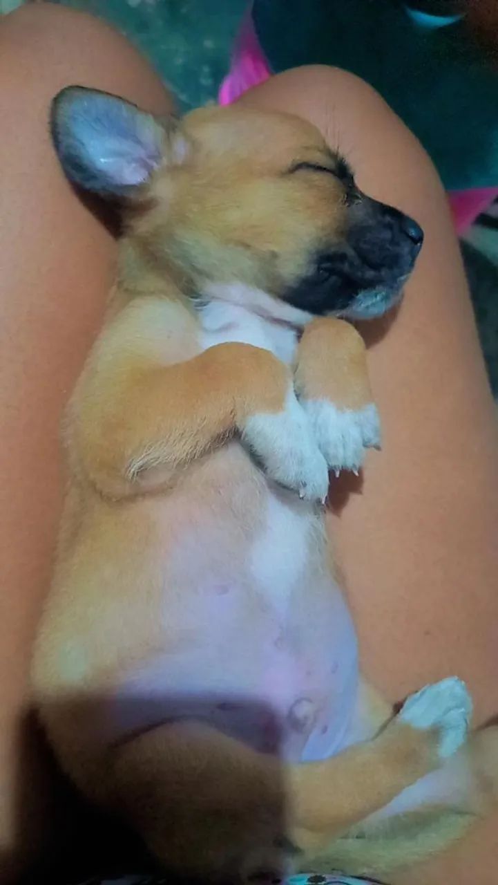 Cachorro  - Foto 4