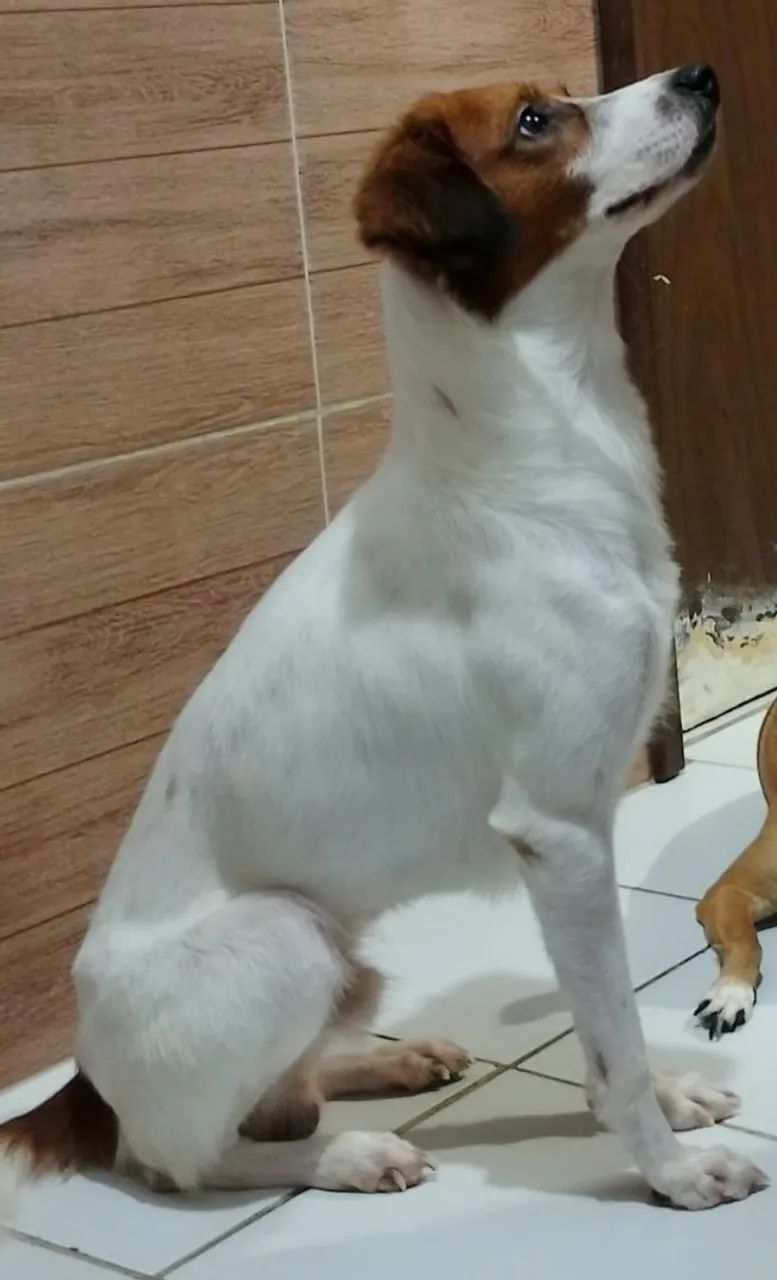 Adoção responsável.  - Foto 2