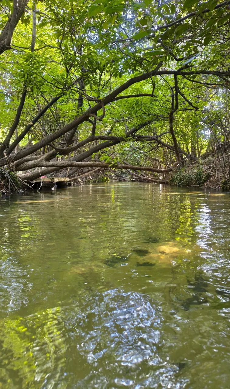 Sítio bom intento 16 km da nova ponte do Caçari e Paraviana  - Foto 3