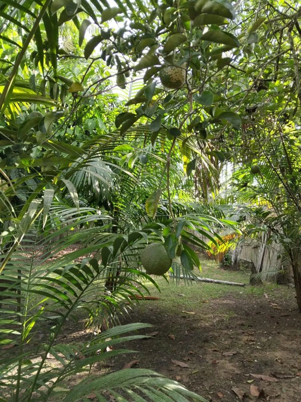 Terreno ariramba mosqueiro - Foto 2
