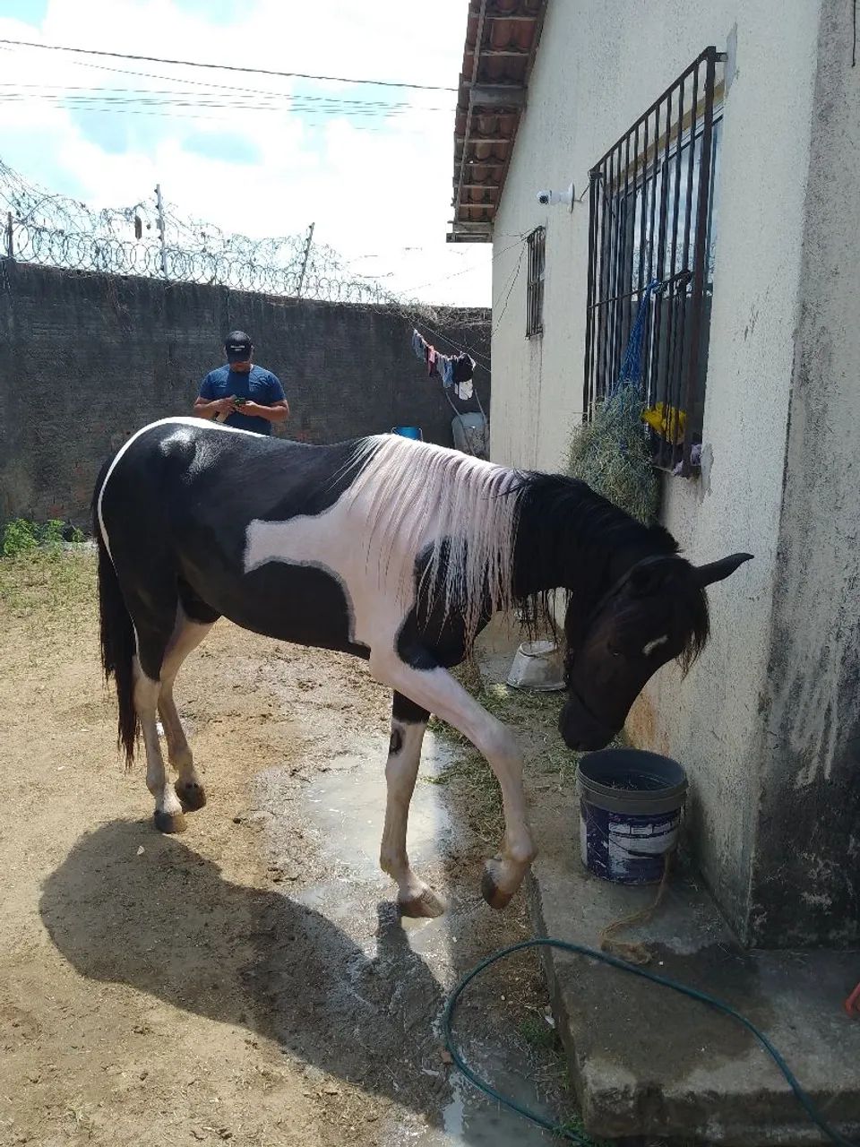 Cavalo