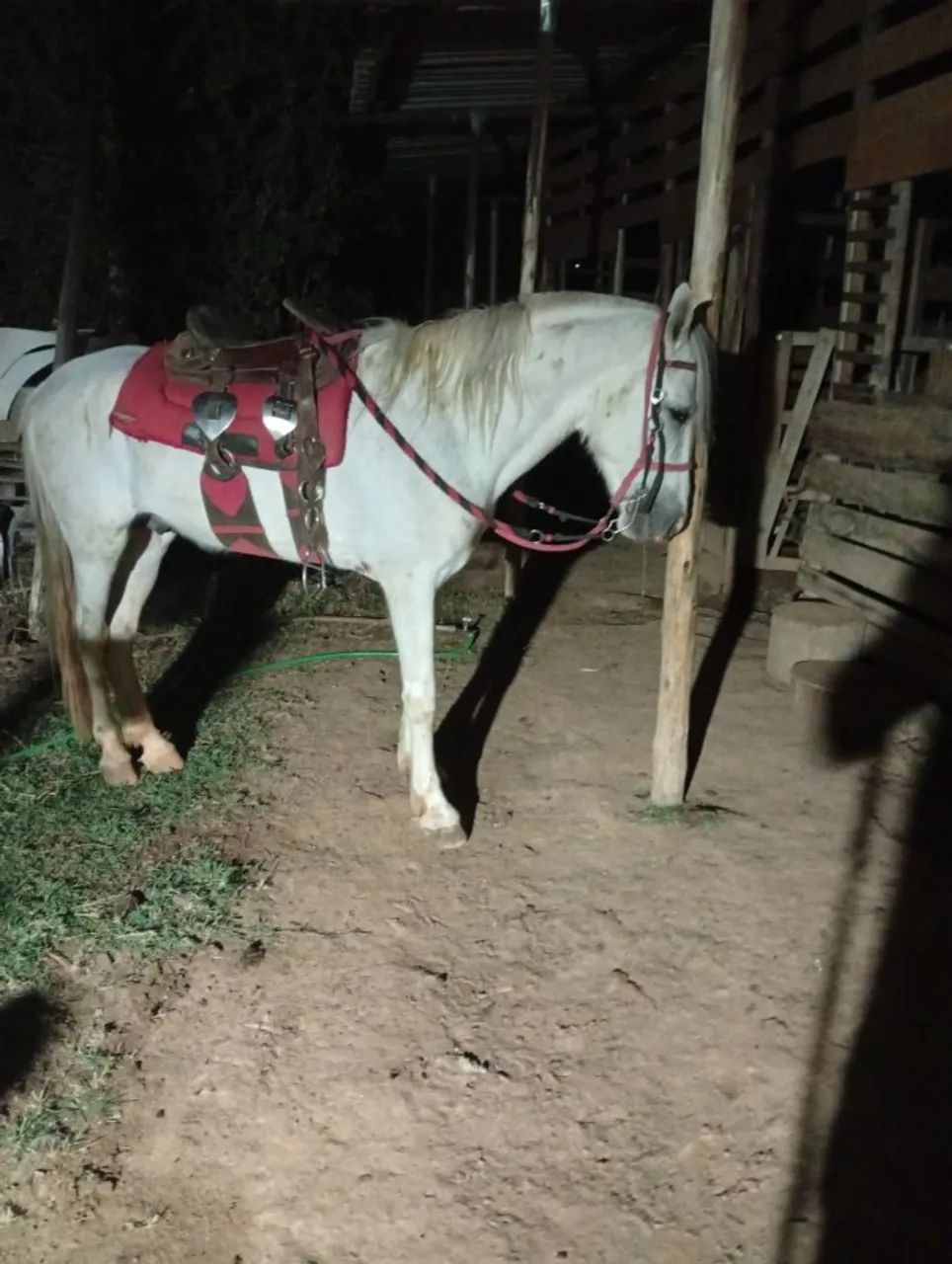 Cavalo com sangue MM é QM Á VENDA