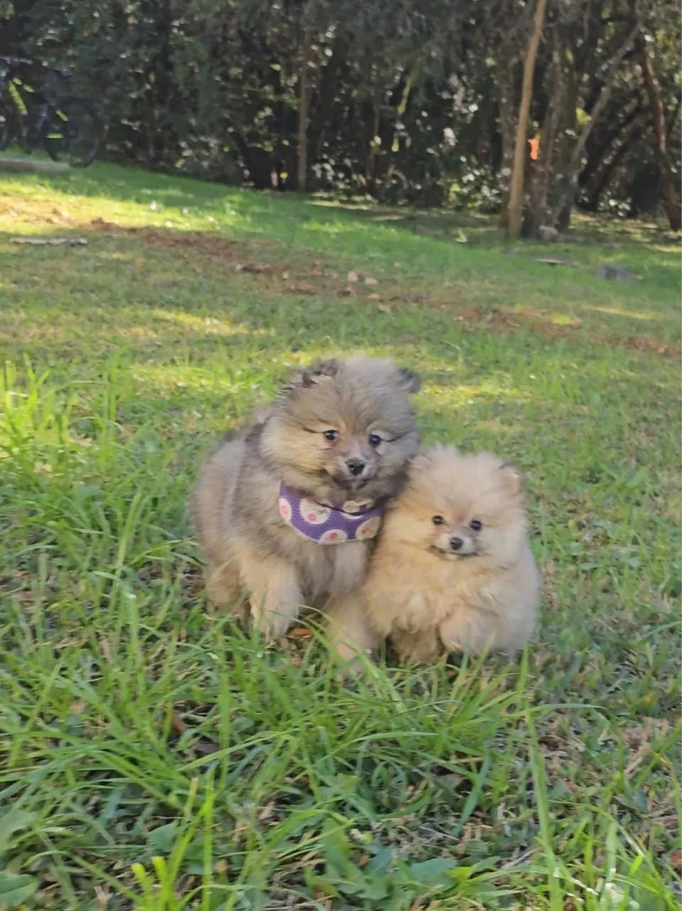 Lulus da pomerânia - Foto 4