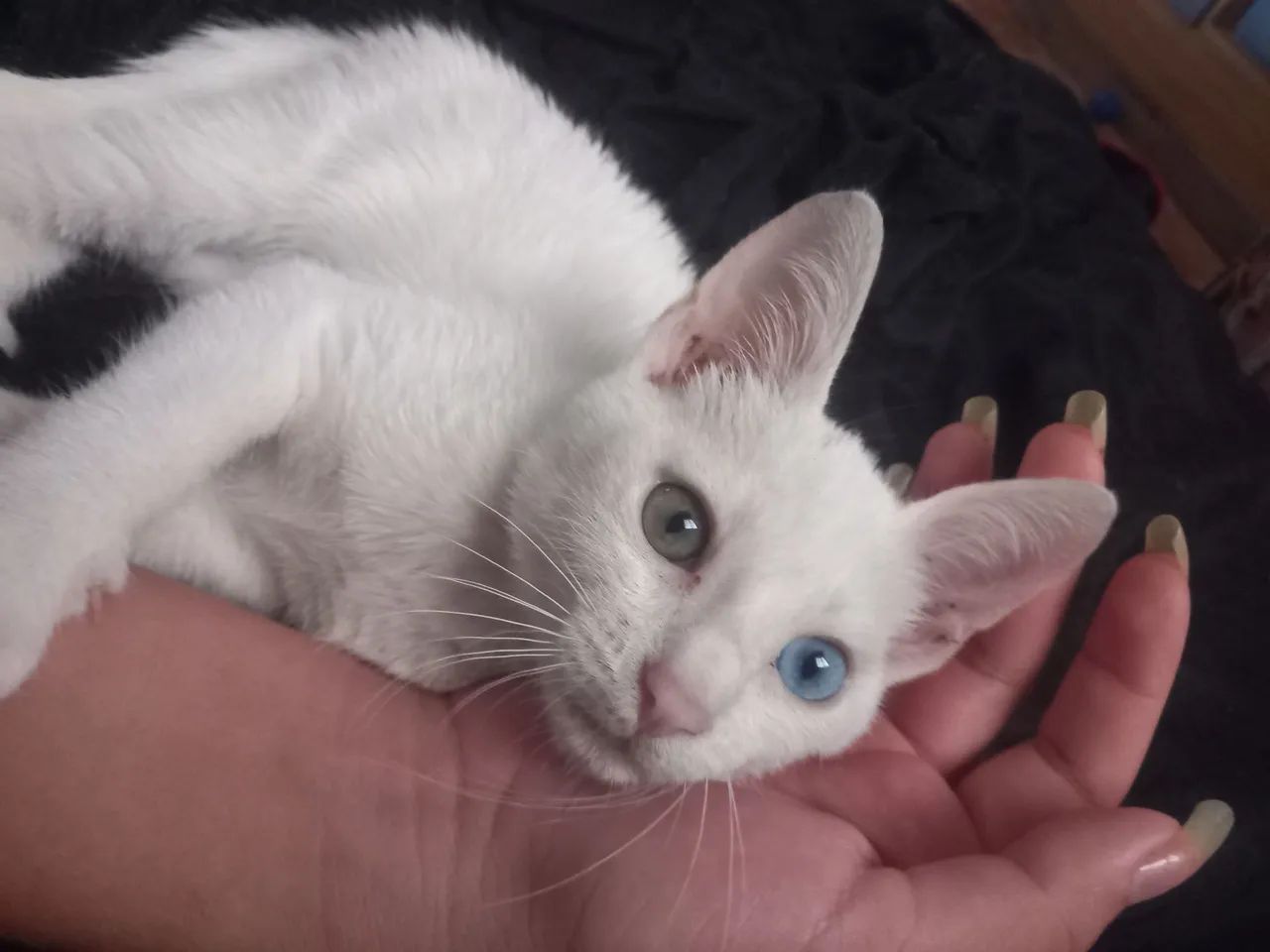 Gata - Foto 3