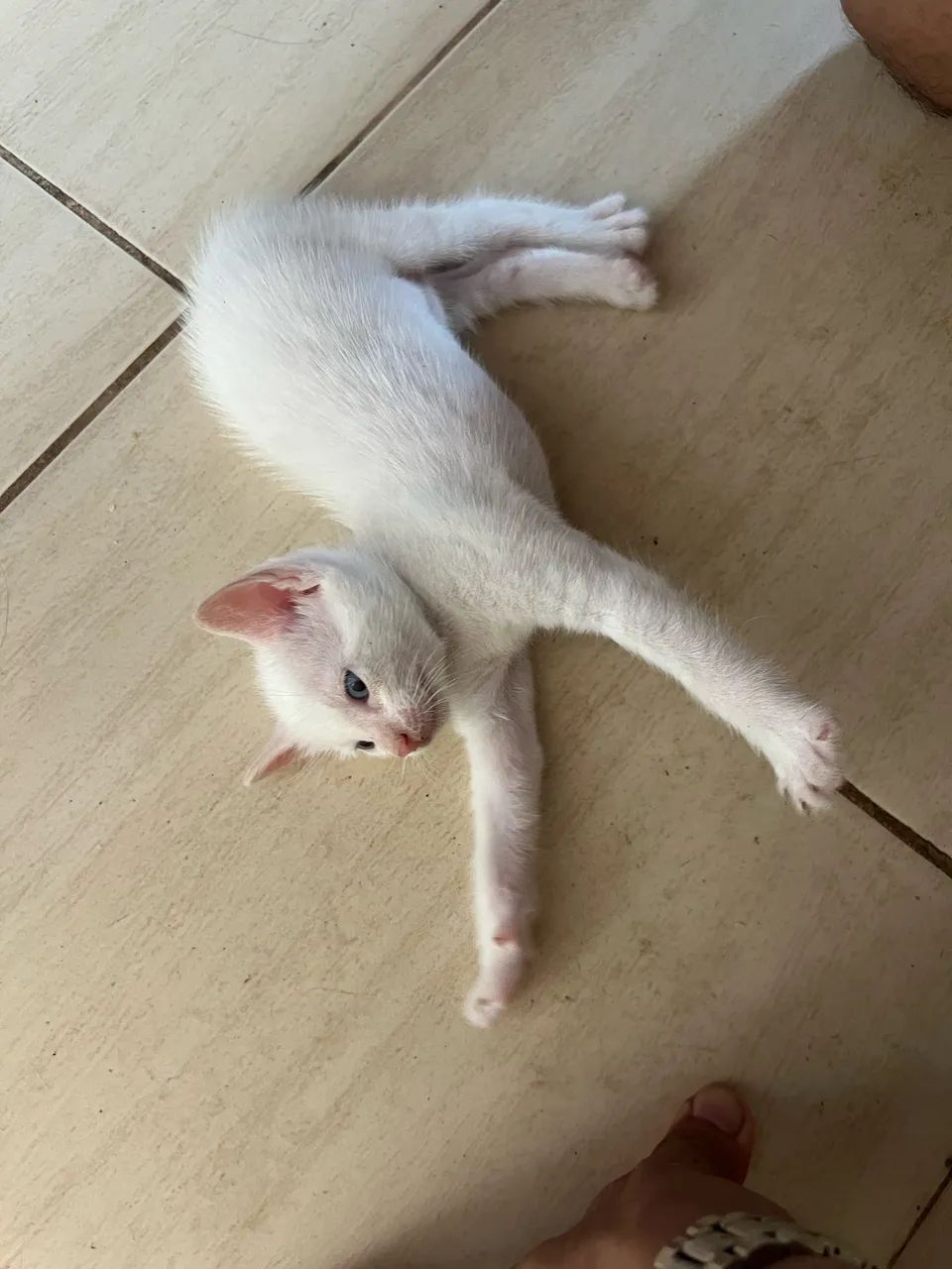 Gatinha branca  - Foto 2