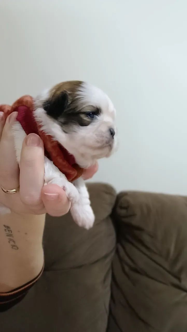 Shih Tzu macho - Foto 3